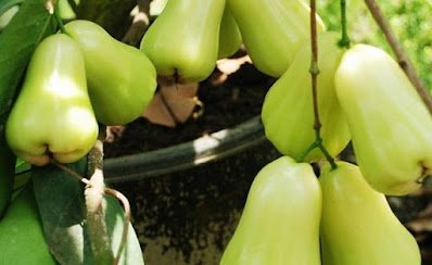 Panduan Lengkap Budidaya Jambu Madu Deli Hijau