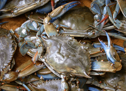 Jual Kepiting Untung Miliaran Modal Awal Jutaan
