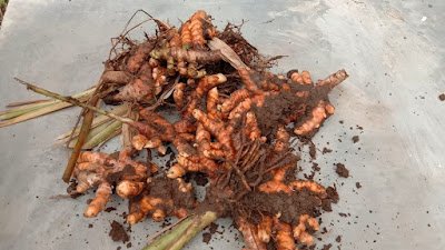 Panduan Lengkap Budidaya Kunyit