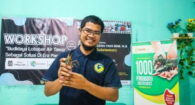 usaha lobster air tawar usahalobster.png