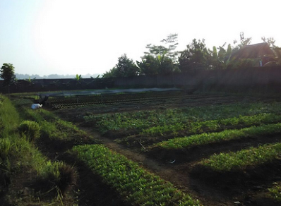 mahasiswa petani mahasiswapetani.png