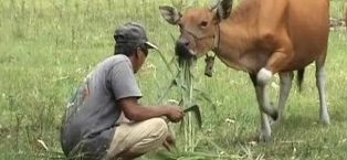 Orang Buta Wirausaha Kini Pengusaha Kebun