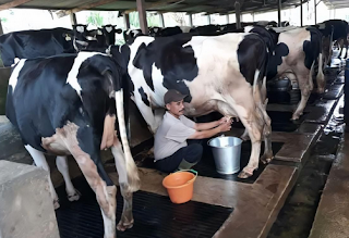 pak oman sapi pakoman.png