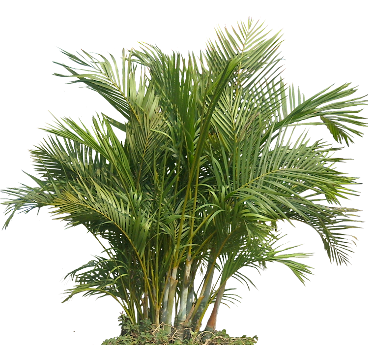 Budidaya Chrysalidocarpus Lutescens