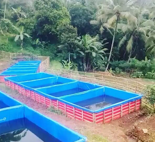 pengusahakolam.png pengusaha kolam ikan