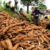petani2520singkong