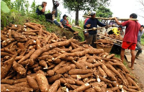 petanisingkong.png petani singkong lampung