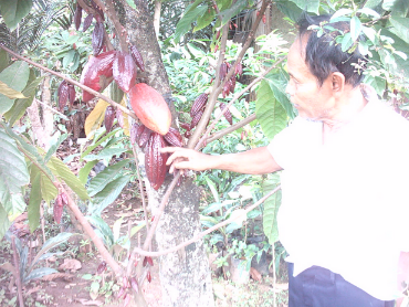 Petani Kakao Kisah Sukses Wirausaha Suprapno