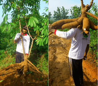 Petani Pengusaha Singkong Gajah Kalimantan