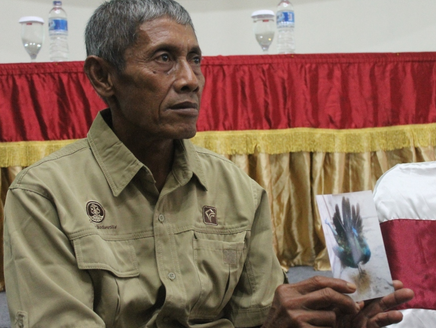 Budidaya Burung Merak Sendiri Pertama di Indonesia