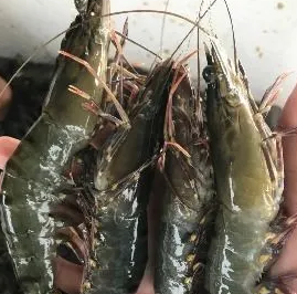 usahaudang.png usaha udang windu