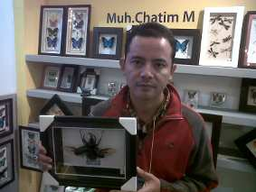 pengawetan serangga pengawetanserangga.png