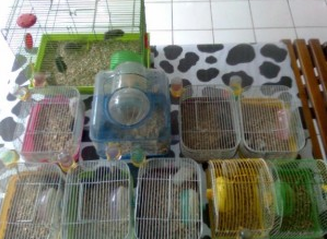Pengusaha Budidaya Hamster Karena Hobi