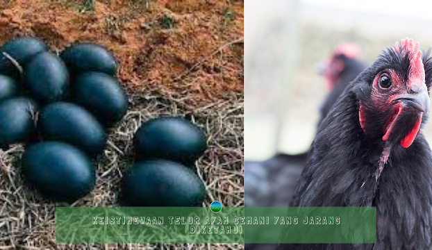 Keistimewaan Telur Ayam Cemani yang Jarang Diketahui