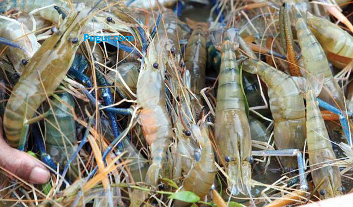 Peluang Usaha Budidaya Udang Galah Yang Mudah dan Sederhana Serta Proseses Panen Yang Cepat