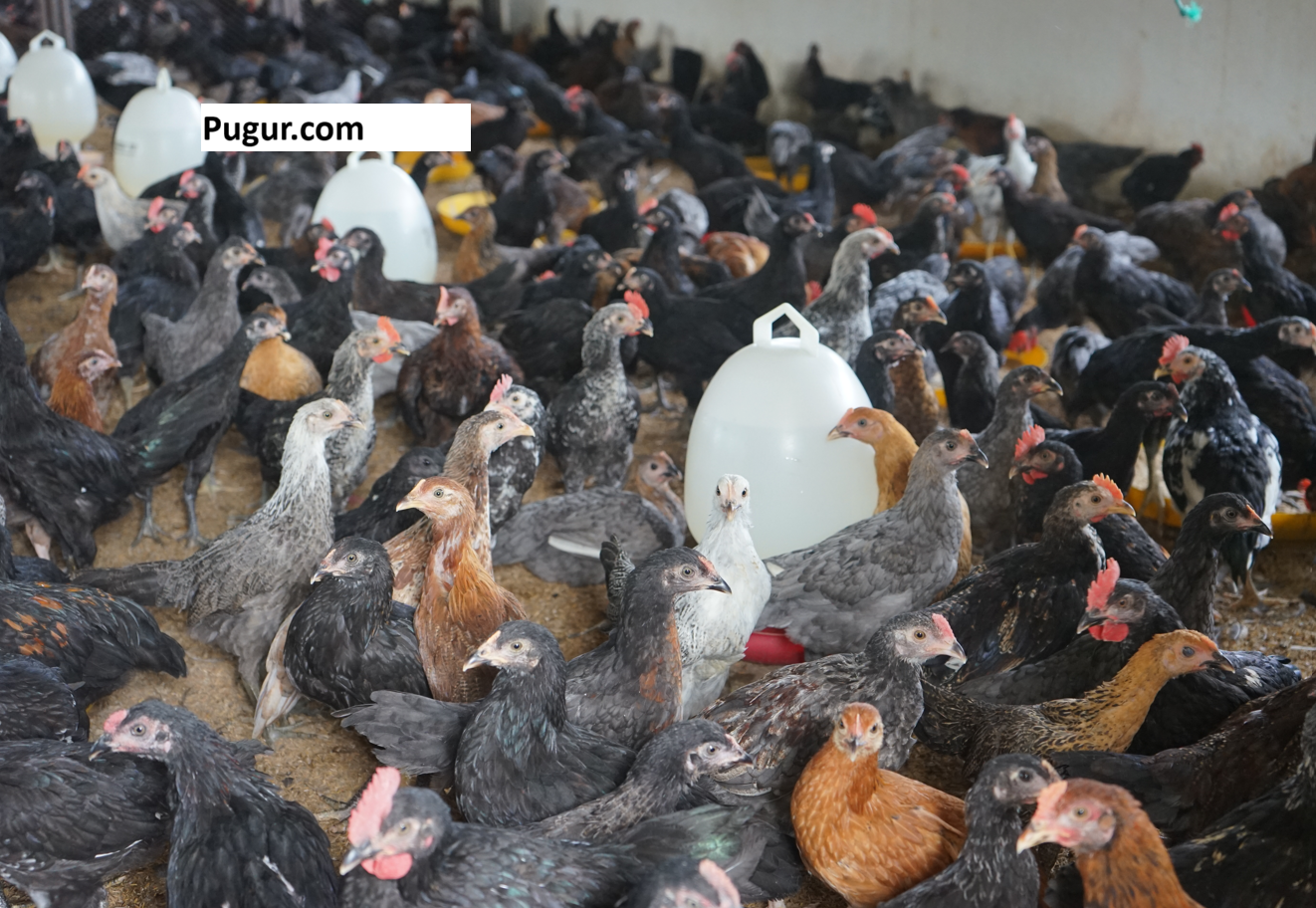 Tips Sederhana Ternak Ayam Kampung Yang Menjanjikan dan Paling Banyak di Minati