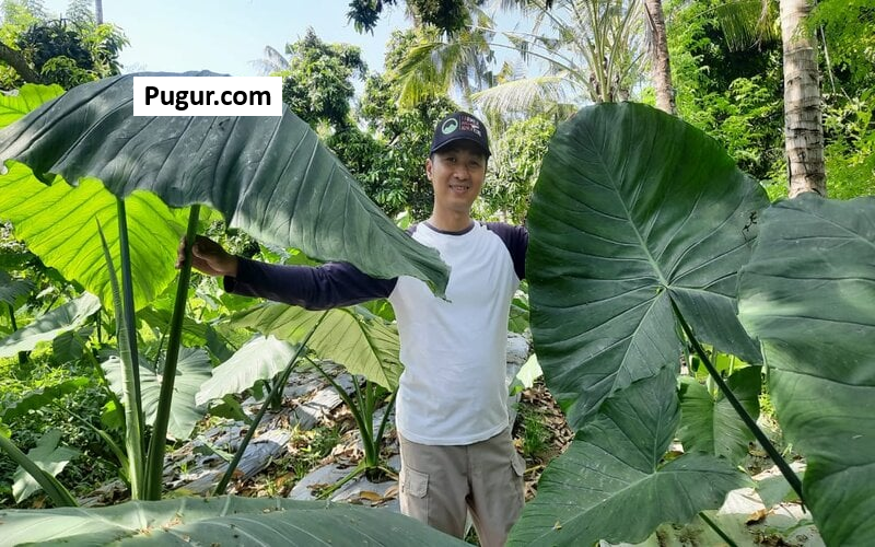 Investasi Cerdas di Talas Beneng: Prospek Cerah di Sektor Pertanian