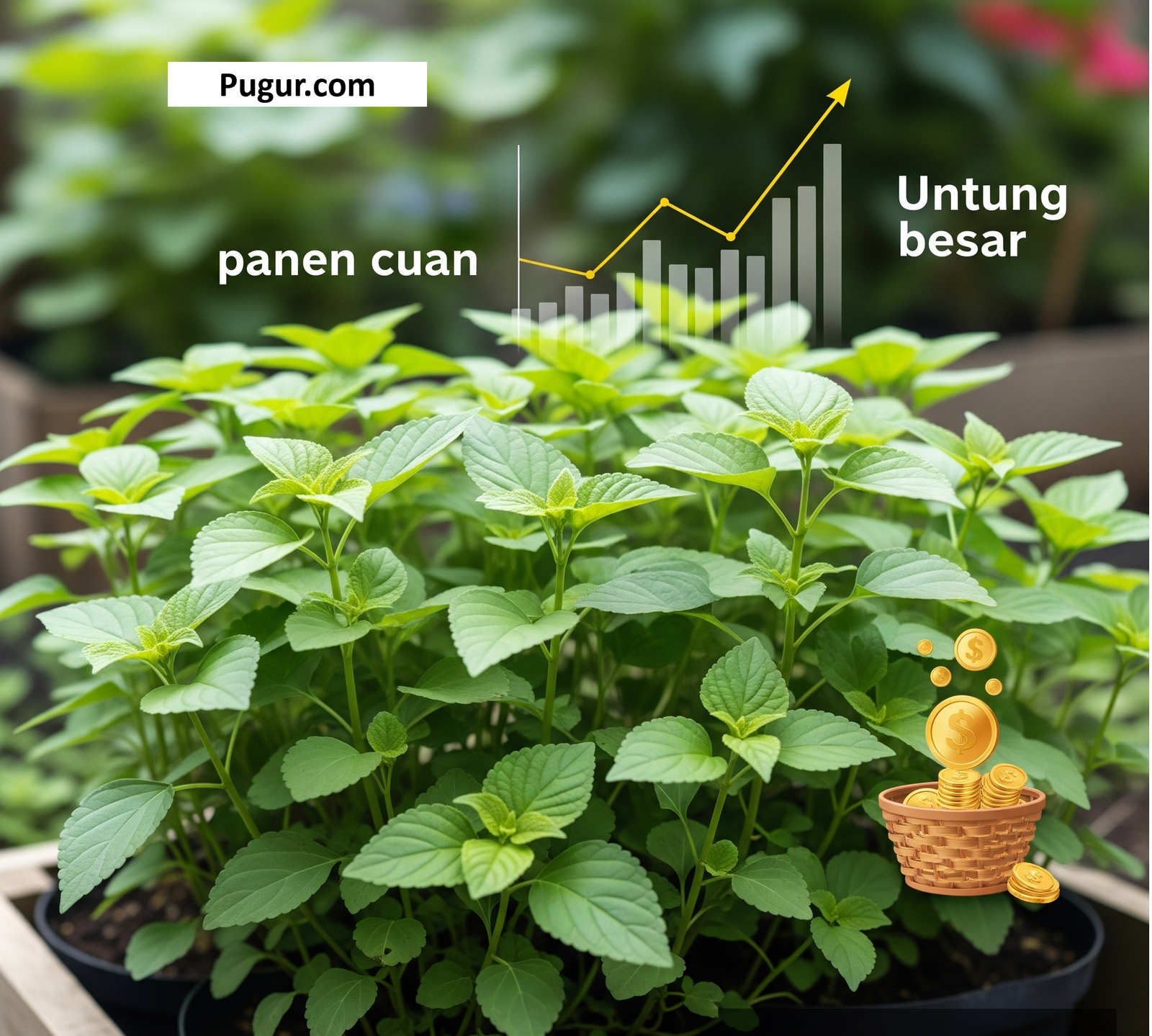 Panduan Lengkap Budidaya Nilam untuk Pemula