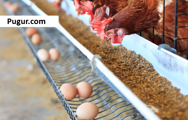 Panduan Lengkap untuk Pemula : Budidaya Ayam Petelur di jamin Berhasil