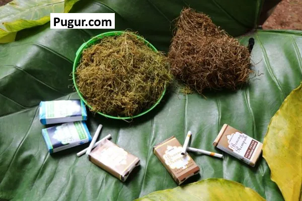Pengganti Tembakau dari Daun Talas Beneng: Alternatif Sehat dan Ramah Lingkungan