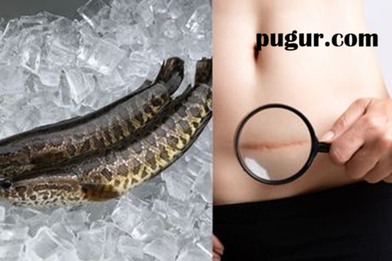 Potensi Dan Peluang Budidayanya Untuk Dikembangkan Serta Manfaat Ikan Gabus Untuk Kesehatan