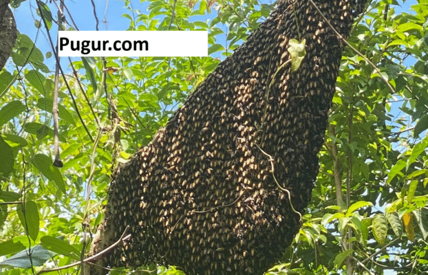 Potensi Usaha Madu Pelawan Manisnya Peluang dari Hutan Bangka