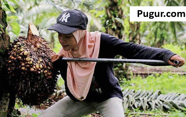 Tips Sukses Mengelola Kebun Sawit: Hemat Biaya, Untung Maksimal