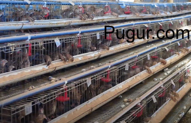 Peternakan Burung Puyuh (Telur & Daging) – Kebutuhan Rutin, Pasarnya Luas