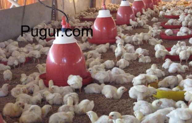 Bisnis Pemotongan Ayam Modern Skala Kecil
