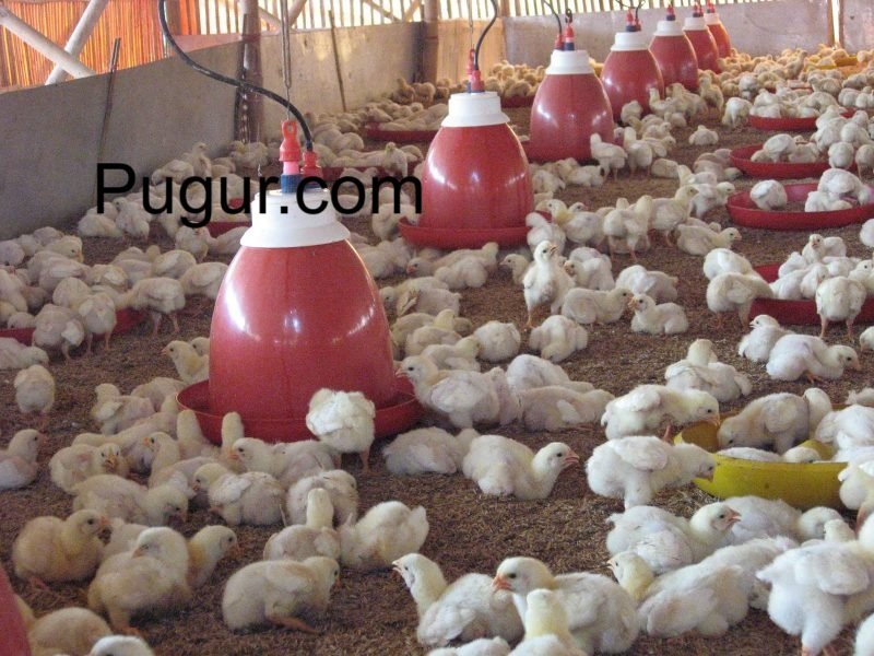 Bisnis Pemotongan Ayam Modern Skala Kecil