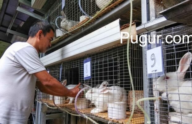 Ternak Kelinci: Antara Hobi Hewan Hias & Peluang Bisnis Kuliner