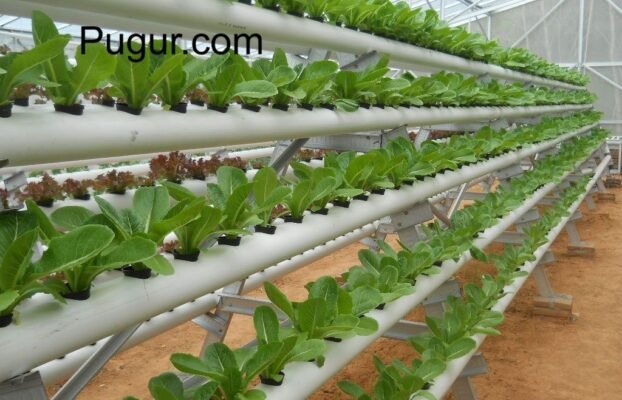 Usaha Greenhouse Hidroponik Skala Kecil: Jual Sayuran Organik ke Restoran & Konsumen Langsung