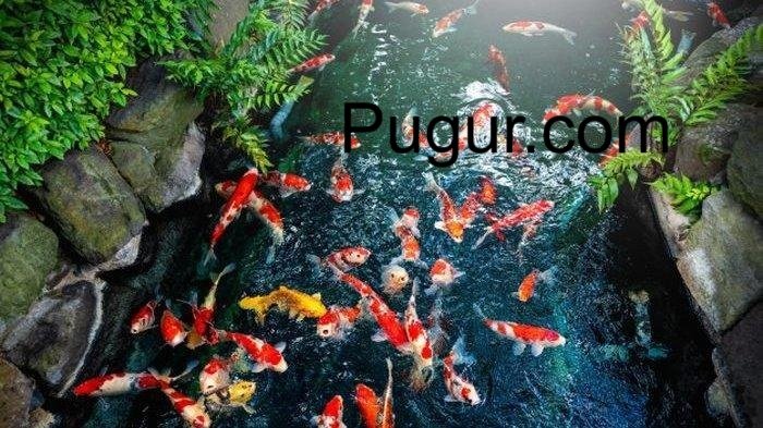 Penjualan Ikan Hias (Cupang, Koi, Guppy): Pasar Hobi yang Terus Hidup