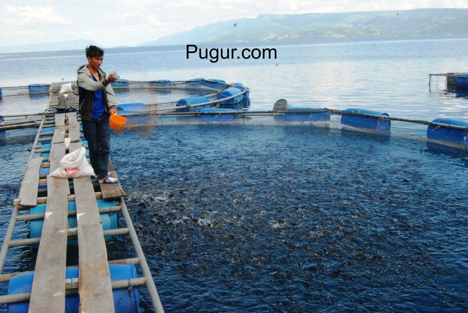 Jual Pakan Ikan & Udang Lokal: Solusi Tepat untuk Petani dan Penghobi