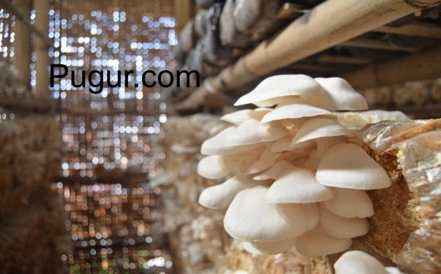 Budi Daya Jamur Tiram Skala Rumah: Modal Rendah, Potensi Untung Menjanjikan