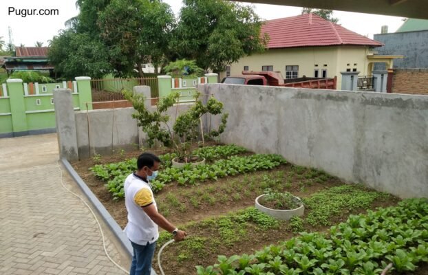 Hidroponik Pekarangan: Cara Memulai Bisnis Sayuran Segar di Rumah