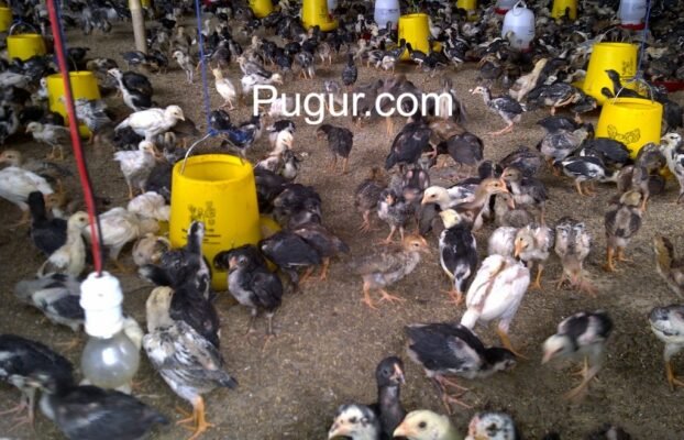 Ternak Ayam Kampung Super: Kombinasi Cepat Panen & Nilai Gizi Tinggi