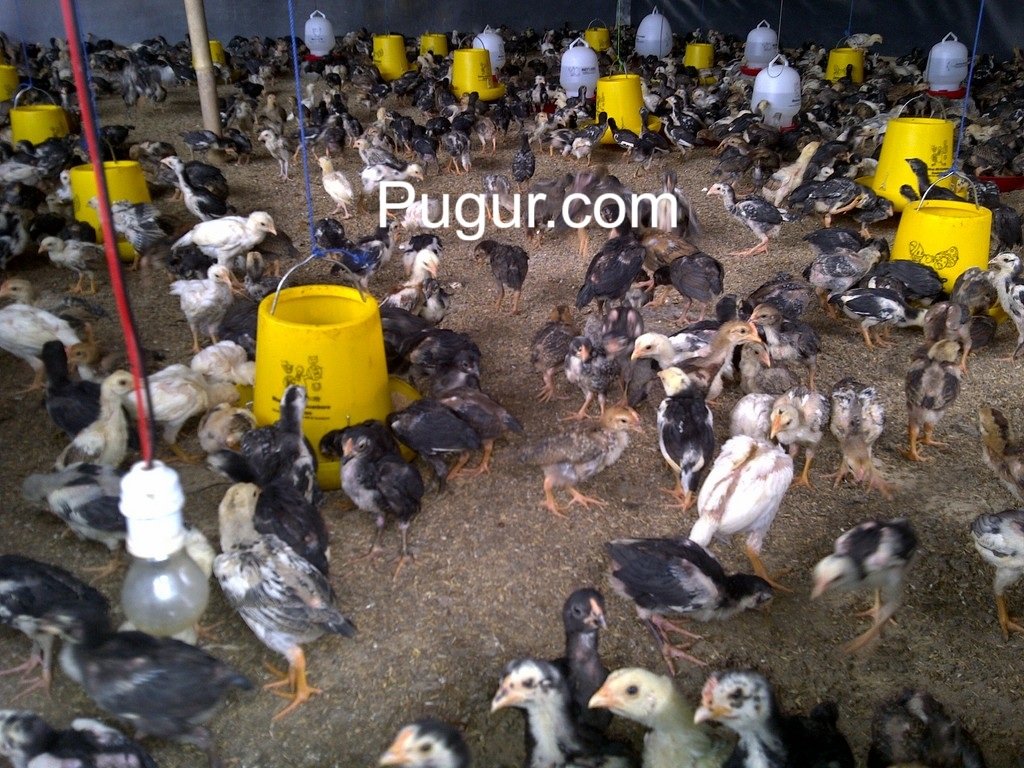 Ternak Ayam Kampung Super: Kombinasi Cepat Panen & Nilai Gizi Tinggi