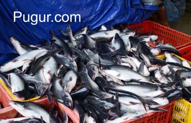 Pembesaran Ikan Patin: Peluang Besar untuk Pasar Domestik