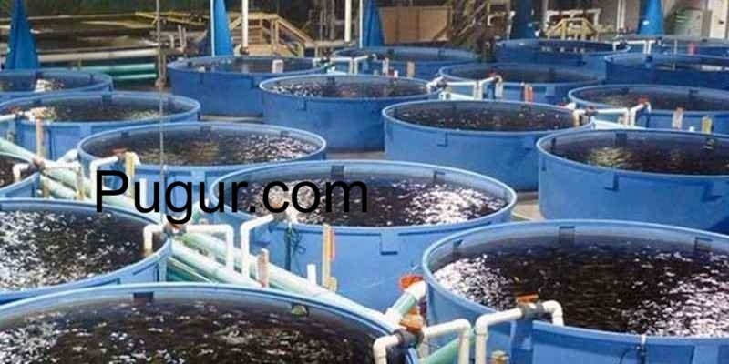 Budidaya Belut untuk Pasar Kuliner Nusantara dan Ekspor
