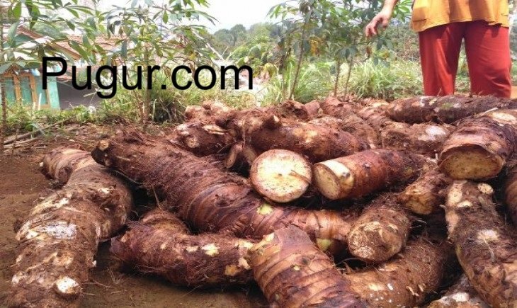 Budidaya Talas Beneng: Komoditas Alternatif Bernilai Tinggi di Pasar Lokal & Ekspor