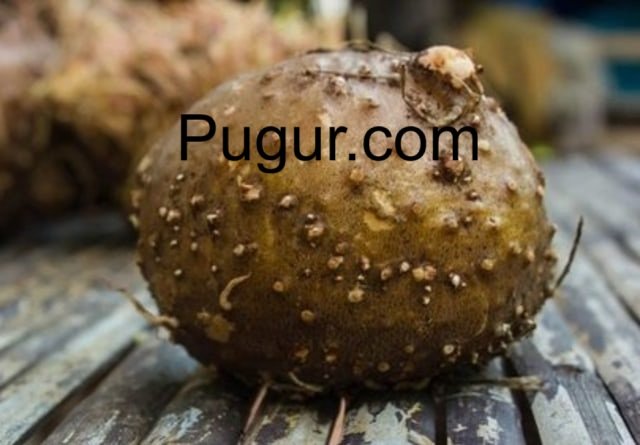 Usaha Tanaman Porang: Dari Umbi Hingga Tepung, Prospek Pasar Asia
