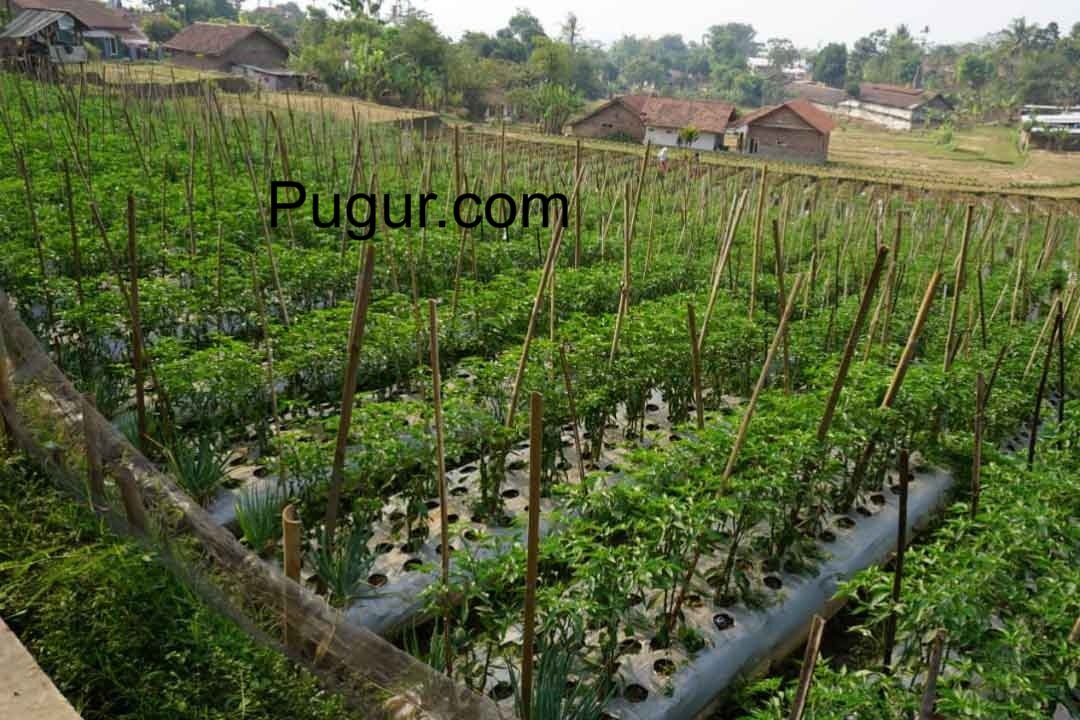 Petani Muda Sukses dengan Sistem Tumpang Sari Modern