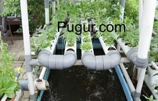 Aquaponik Terpadu: Menggabungkan Budidaya Ikan & Sayuran dalam Satu Sistem