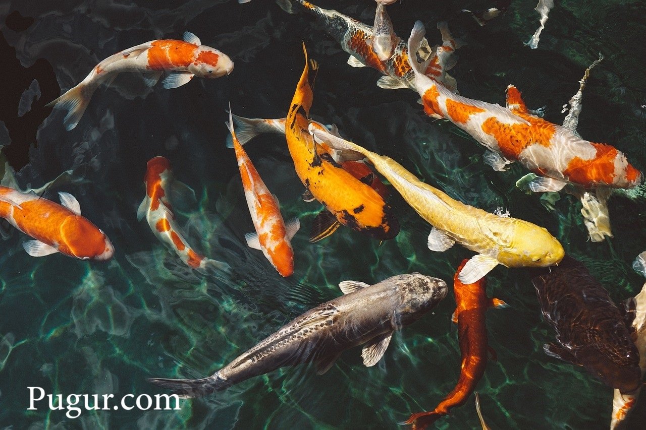 Usaha Pembibitan Ikan Hias Air Tawar: Peluang di Pasar Ekspor