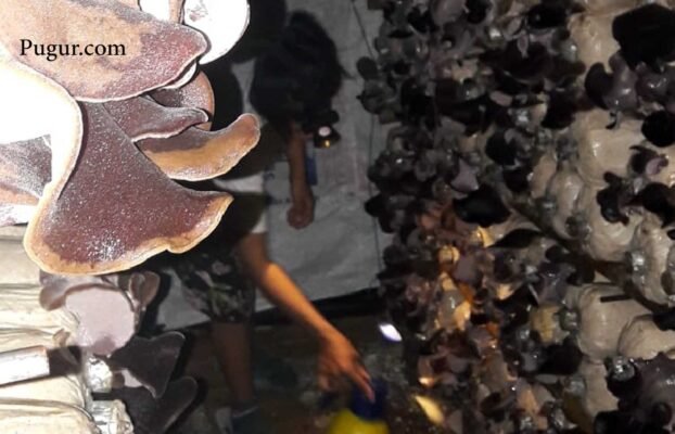 Budidaya Jamur Kuping di Rak Bambu: Usaha Minim Modal, Untung Stabil