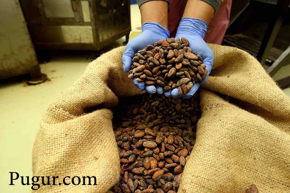 Usaha Cokelat Lokal Bean-to-Bar: Dari Biji Kakao ke Produk Premium