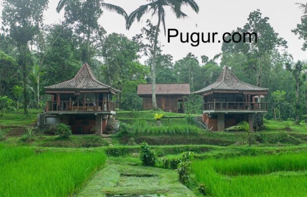 Homestay Bertema Pertanian: Menginap di Tengah Sawah, Belajar Bertani
