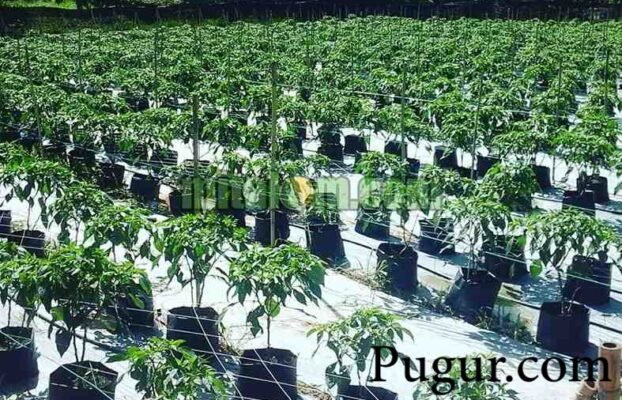 Budidaya Cabe Rawit Sistem Fertigasi Tetes untuk Pemula