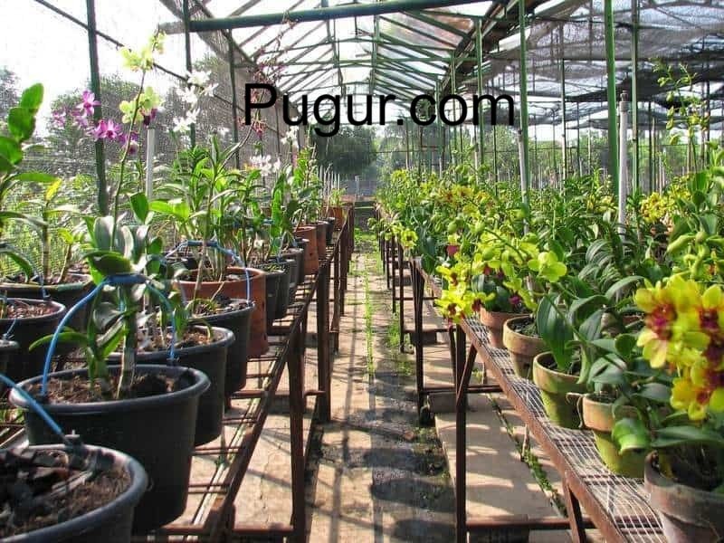 Usaha Pembibitan Tanaman Langka & Koleksi Tropis: Peluang Emas di Dunia Agribisnis Modern